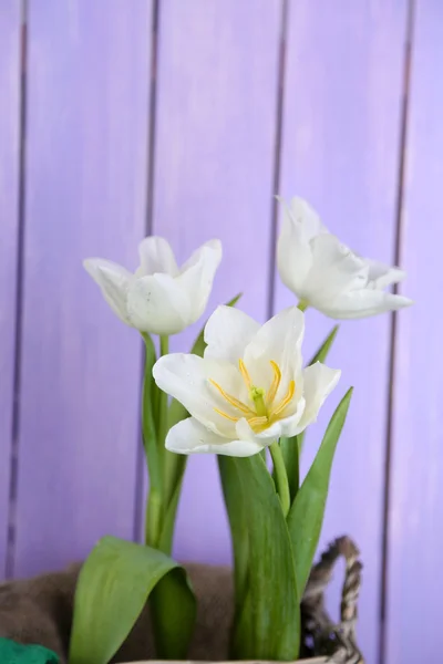 Beautiful tulips in wicker basket, on green grass on color wooden background — Stock Photo, Image