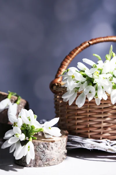 Beautiful snowdrops on grey background — Stock Photo, Image