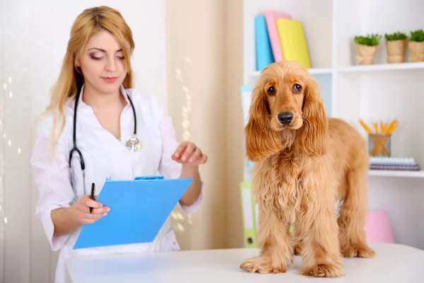 Красивая молодая ветеринар с собакой в клинике — стоковое фото