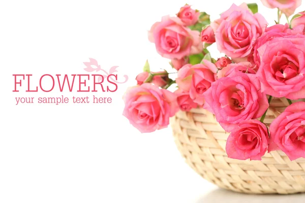 Krásné malé růžové růže, izolované na bílém — Stock fotografie