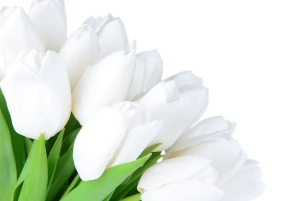 Belo buquê de tulipas brancas isoladas em branco — Fotografia de Stock