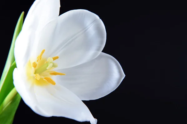 Piękny tulipan biały na czarnym tle — Zdjęcie stockowe
