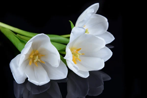 Piękny bukiet białych tulipanów na czarnym tle — Zdjęcie stockowe