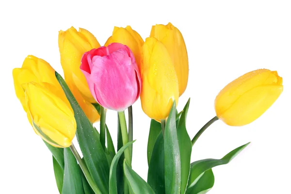 Pink and yellow tulips on bright background — Stock Photo, Image