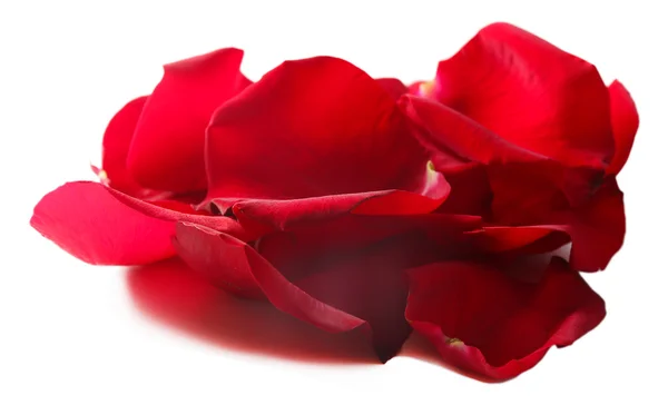 Beautiful red rose petals, isolated on white — Stock Photo, Image