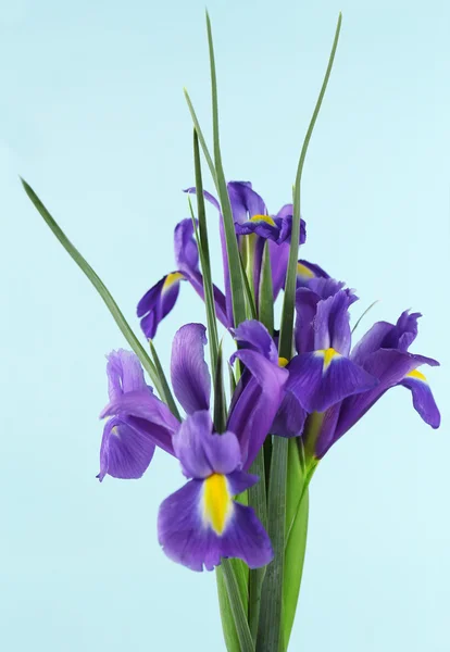 Schöne Schwertlilien, auf blauem Hintergrund — Stockfoto