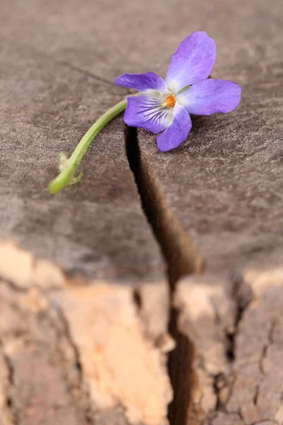 Violeta flor no toco, de perto — Fotografia de Stock