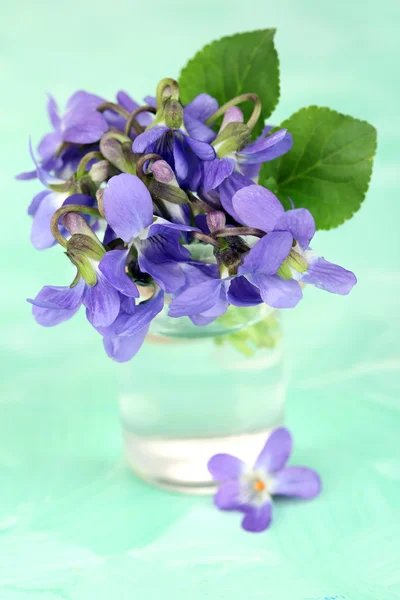 Fioletowe kwiaty na niebieskim tle — Zdjęcie stockowe