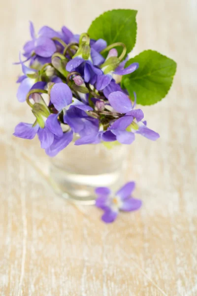 Violets flowers on blue background — Stock Photo, Image