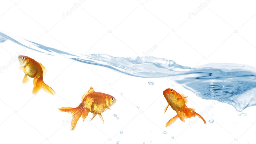Goldfish in clear water isolated on white