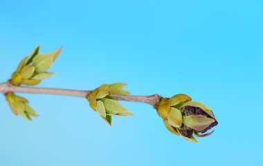 yaprak bud mavi zemin üzerine