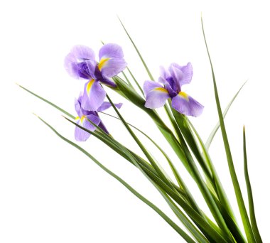 beyaz izole güzel Iris çiçeği