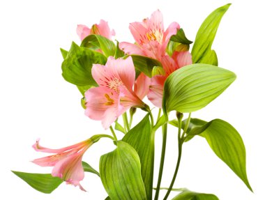 alstroemeria çiçekler üzerinde beyaz izole