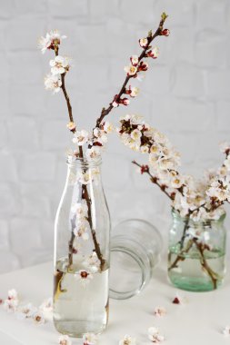 gri duvar arka plan şeffaf kavanozlara güzel kayısı çiçeği