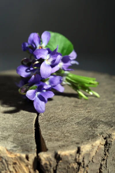 Viole fiori sul ceppo, primo piano — Foto Stock