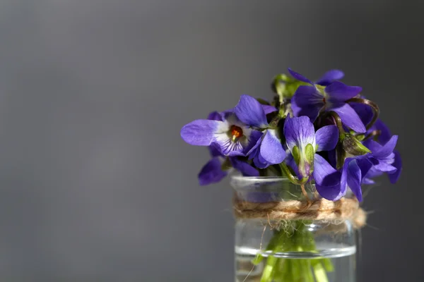 Viole fiori su sfondo grigio — Foto Stock