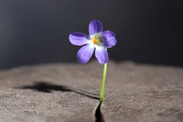 Violeta flor no toco, de perto — Fotografia de Stock