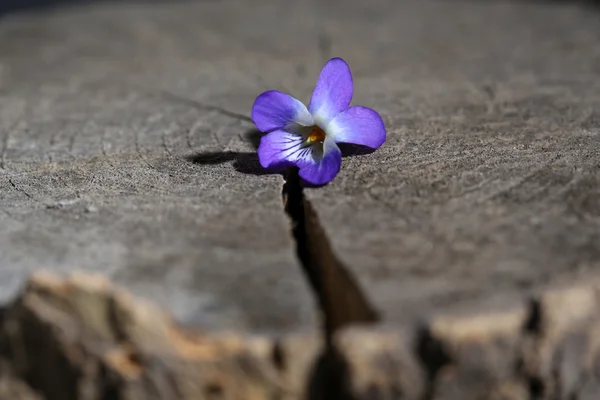 Violet flower on stump, close up — Stock Photo, Image
