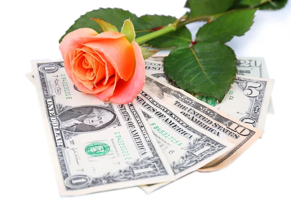 Beautiful rose and money, isolated on white — Stockfoto