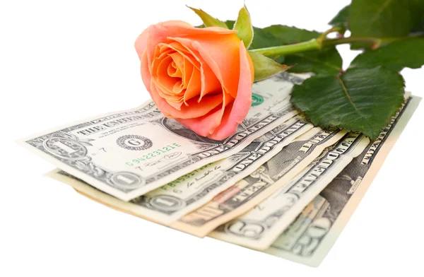 Piękną różę i pieniędzy, na białym tle — Zdjęcie stockowe