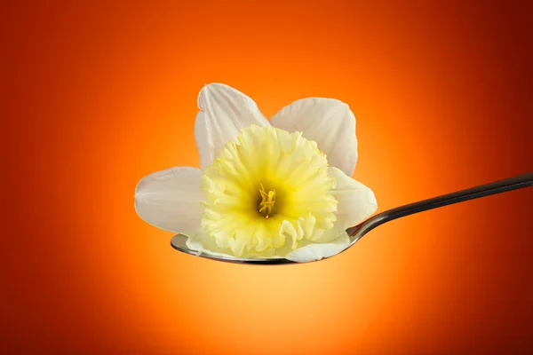 Hermosa flor en cuchara de plata sobre fondo naranja —  Fotos de Stock