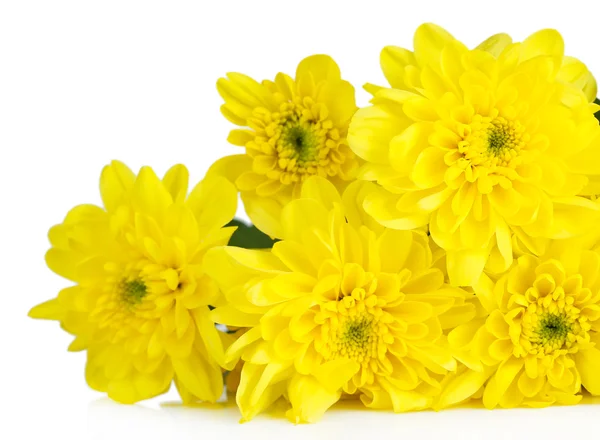 Beautiful chrysanthemum flowers isolated on white — Stock Photo, Image