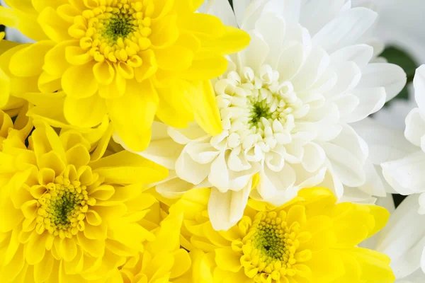 Vackra chrysanthemum blommor närbild bakgrund — Stockfoto