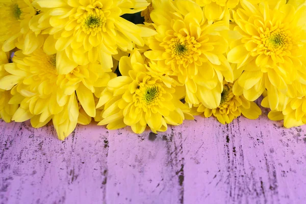 Beautiful chrysanthemum flowers on wooden table close-up — Stock Photo, Image