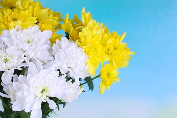 Schöne Chrysanthemenblüten auf natürlichem Hintergrund — Stockfoto