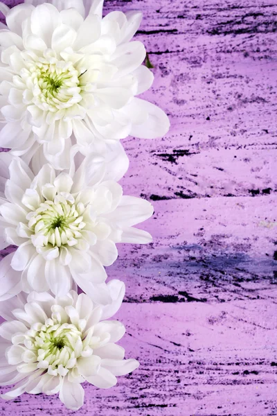 Mooie chrysant bloemen op houten tafel close-up — Stockfoto