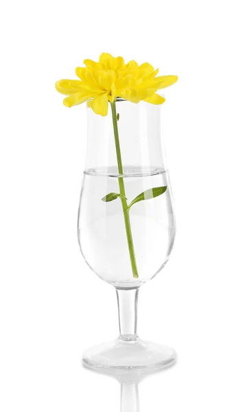 Blume im Glas Wasser isoliert auf weiß — Stockfoto