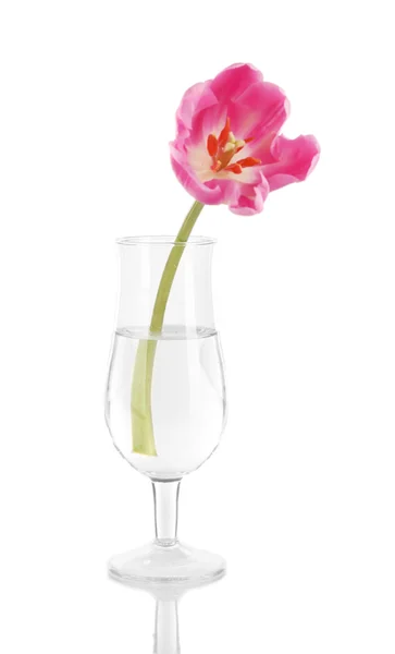 Roze tulp in glas water geïsoleerd op wit — Stockfoto