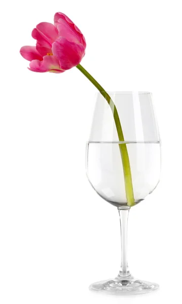 Tulipa rosa em vidro de água isolado em branco — Fotografia de Stock