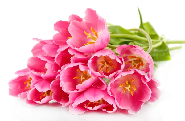 Roze tulpen geïsoleerd op wit — Stockfoto