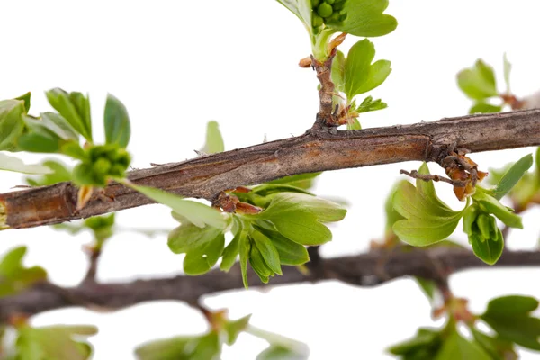 Bud da folha isolado no branco — Fotografia de Stock