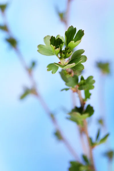 Brote de hoja sobre fondo brillante — Foto de Stock