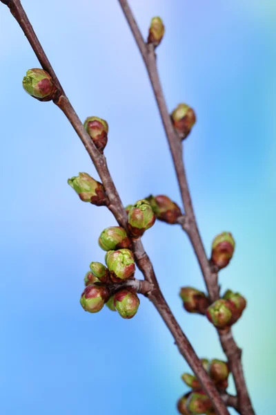 Leaf bud on bright background — Stock Photo, Image