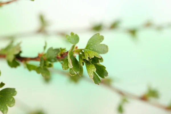 Bud folha no fundo brilhante — Fotografia de Stock