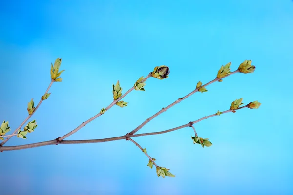 青色の背景に葉の芽 — ストック写真