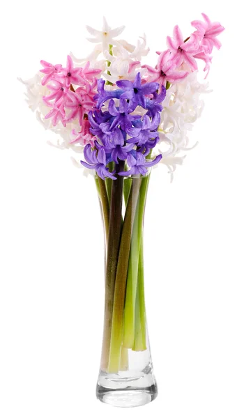 Beautiful hyacinths in vase isolated on white — Stock Photo, Image