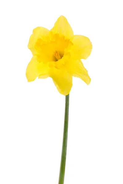 Beautiful flower isolated on white — Stock Photo, Image