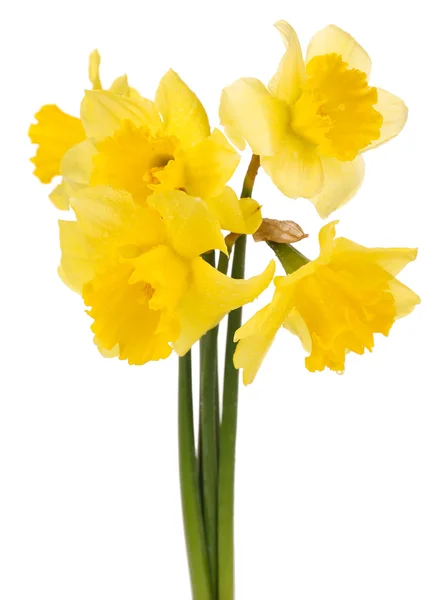 Bellissimi fiori in vaso isolato su bianco — Foto Stock