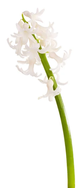 Schöne Hyazinthe isoliert auf weiß — Stockfoto