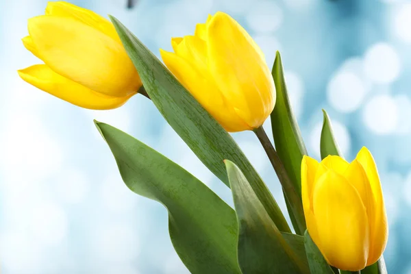 Beautiful tulips on bright background — Stock Photo, Image