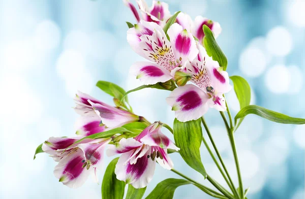 Alstroemeria bloemen op lichte achtergrond — Stockfoto