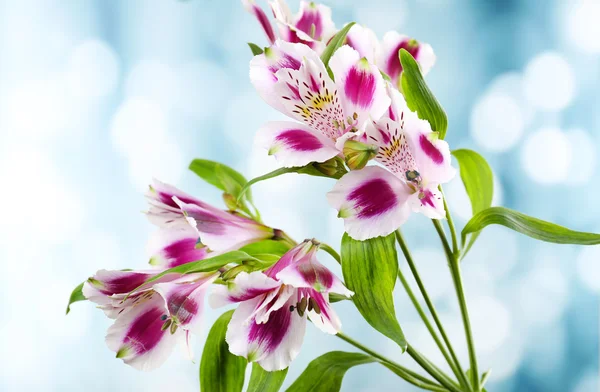 Alstroemeria çiçekleri parlak zemin üzerine — Stok fotoğraf