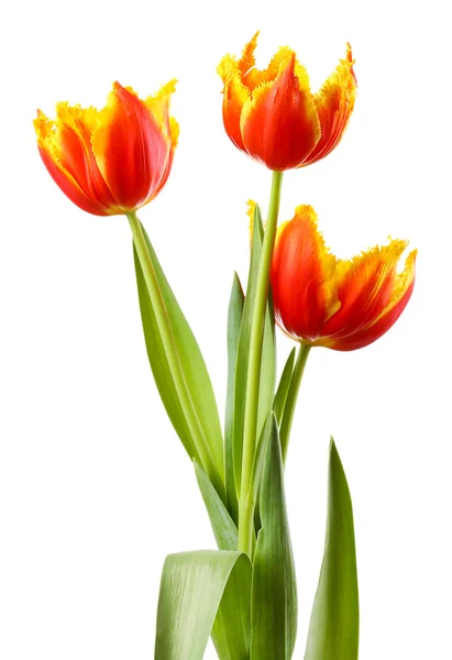 Hermosos tulipanes aislados en blanco — Foto de Stock