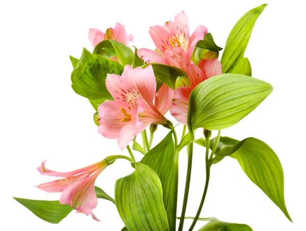 Alstroemeria flores aisladas en blanco — Foto de Stock