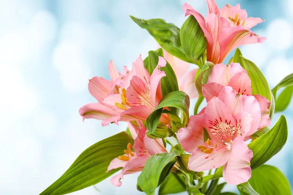 Alstroemeria flores sobre fondo brillante —  Fotos de Stock