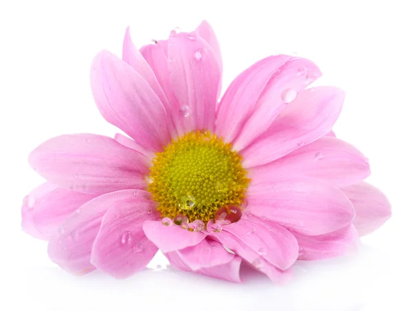 Beautiful chrysanthemum flower isolated on white — Stock Photo, Image
